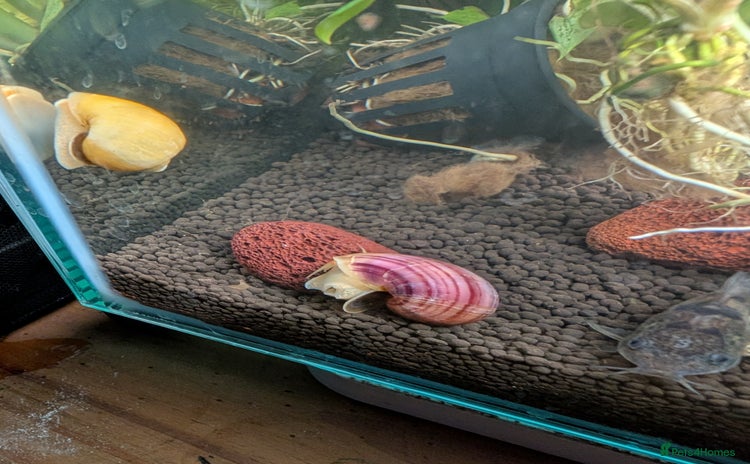 Snails fish in Hinckley - Advert 5