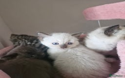 Mixed Breed cats for sale: ALL SOLD Another Litter Available Please Message - Image 29