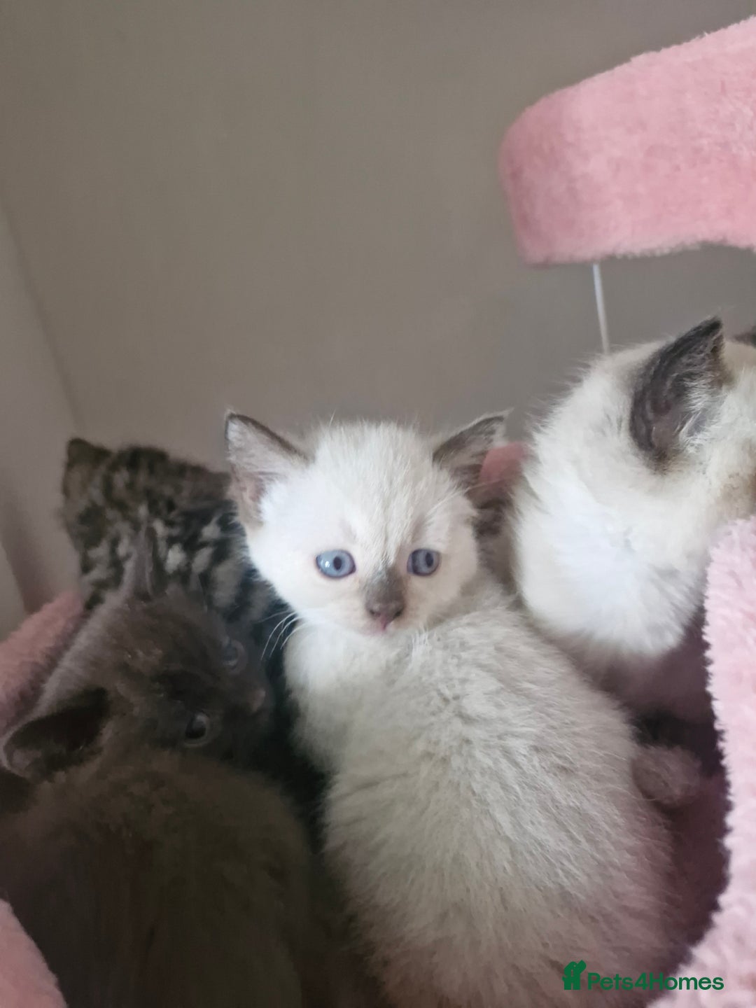 Mixed Breed cats for sale: ALL SOLD Another Litter Available Please Message - Image 29