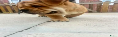 Chunky Boy Puppy 3