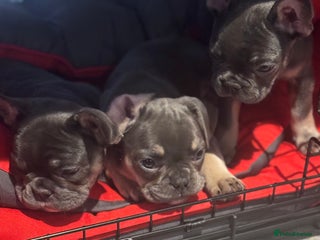 French Bulldog dogs French Bulldog Puppies - Advert 2
