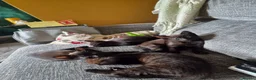Mixed Breed cats for sale: Kittens - Advert 1