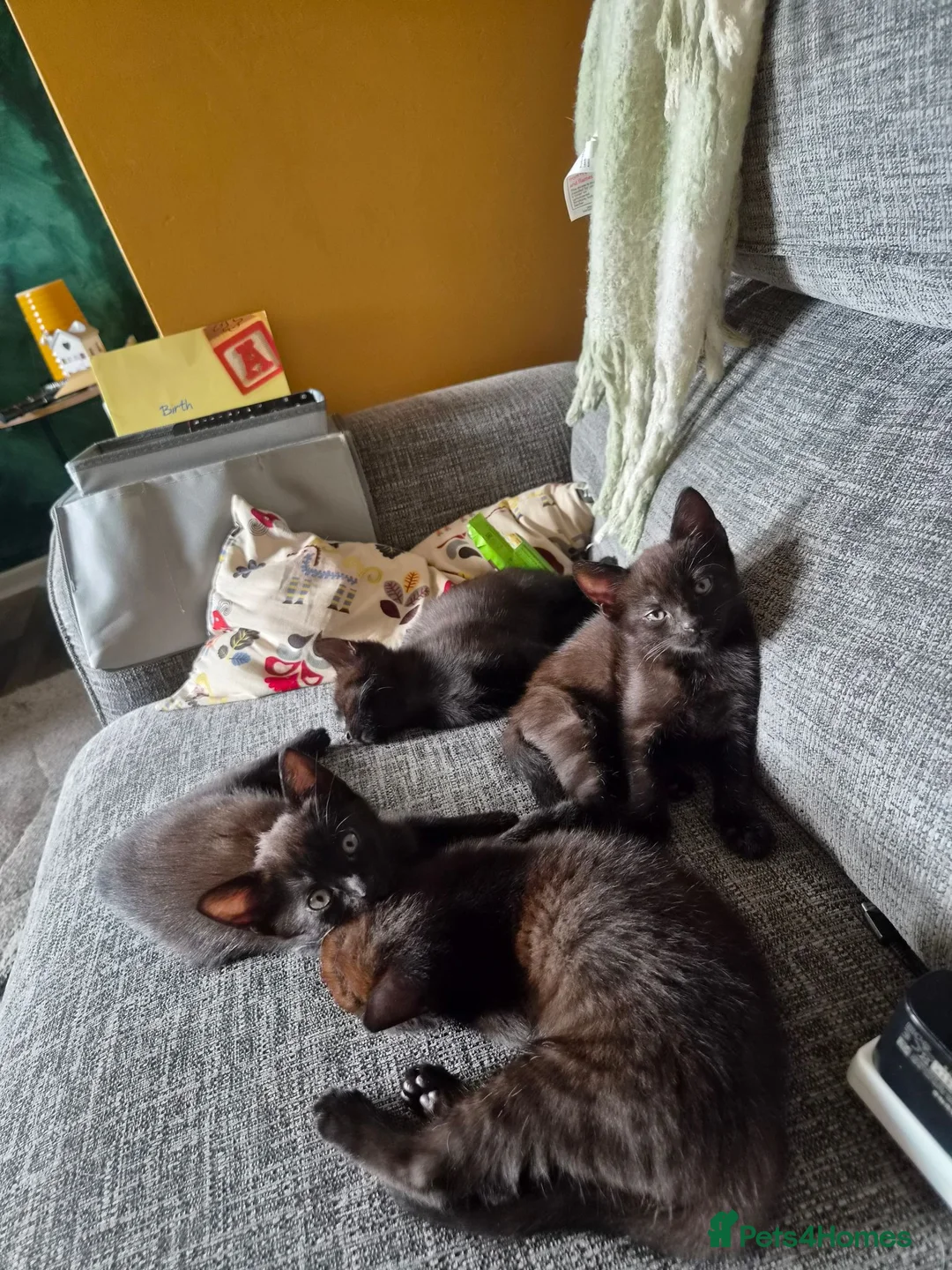 Mixed Breed cats for sale: Kittens - Advert 1