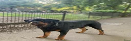 Rottweiler dogs for stud: Champion Bloodline Rottweiler Stud - Advert 11