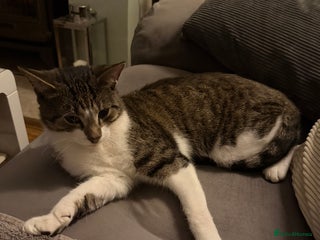 Domestic Shorthair cats Male Cat For Sale - Advert 1