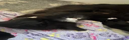 Ragcoon cats for sale: Beautiful Ragcoon Kittens for Sale - Advert 2