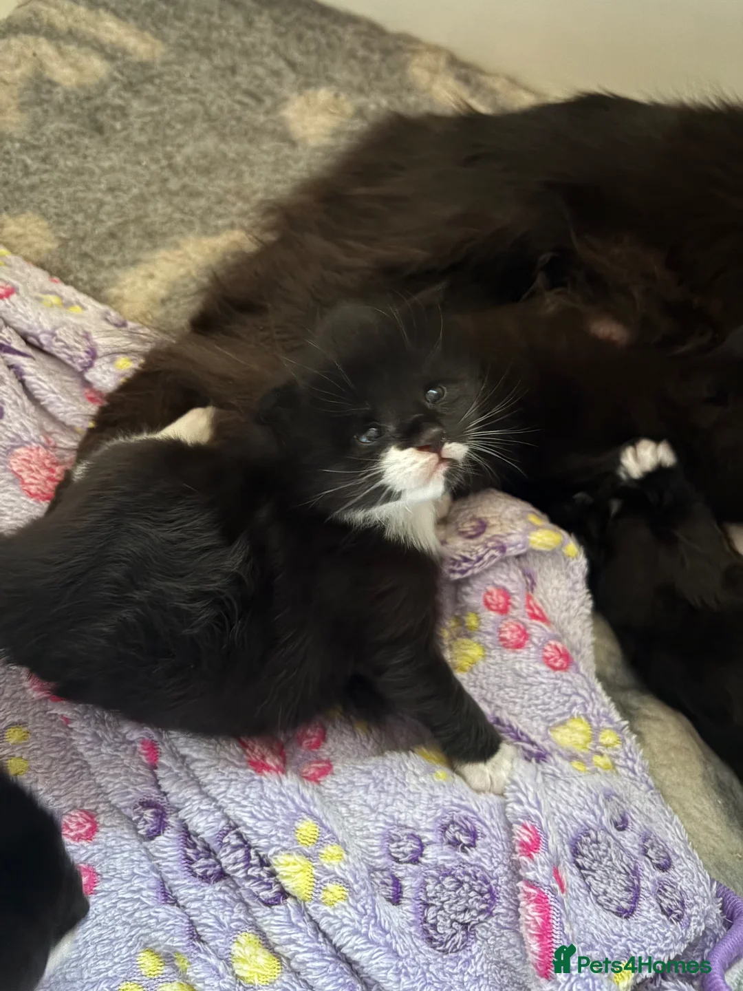 Ragcoon cats for sale: Beautiful Ragcoon Kittens for Sale - Advert 2