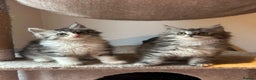 Maine Coon cats for sale: Stunning Mainecoon Kittens - Advert 3