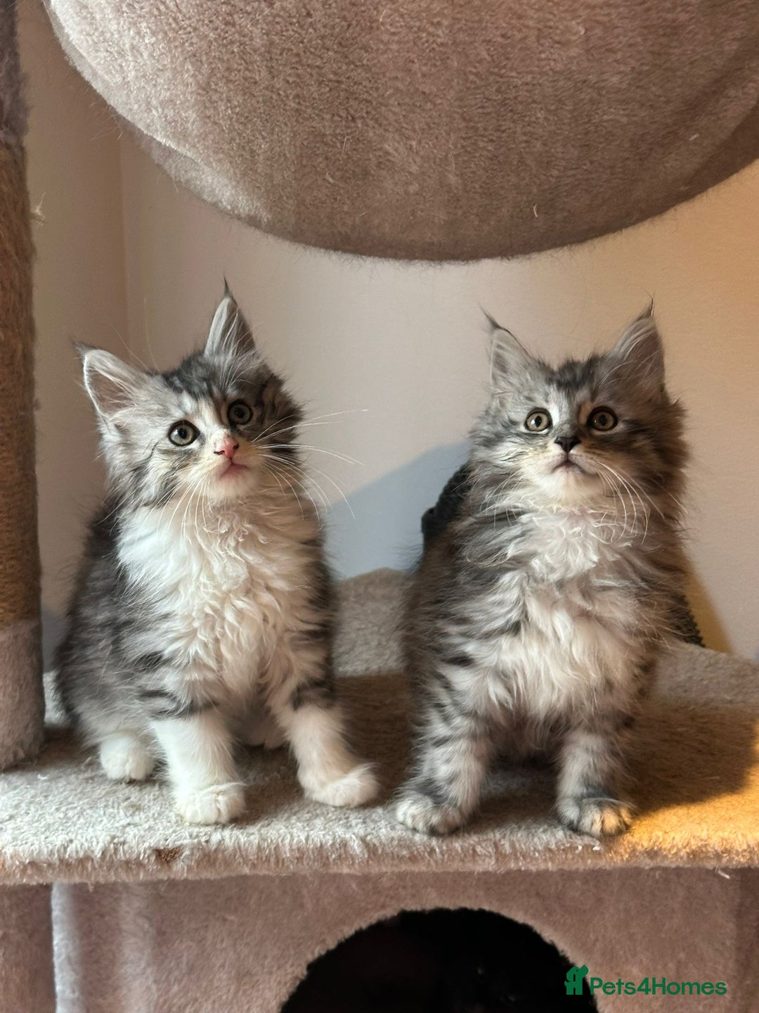 Maine Coon cats for sale: Stunning Mainecoon Kittens - Advert 3
