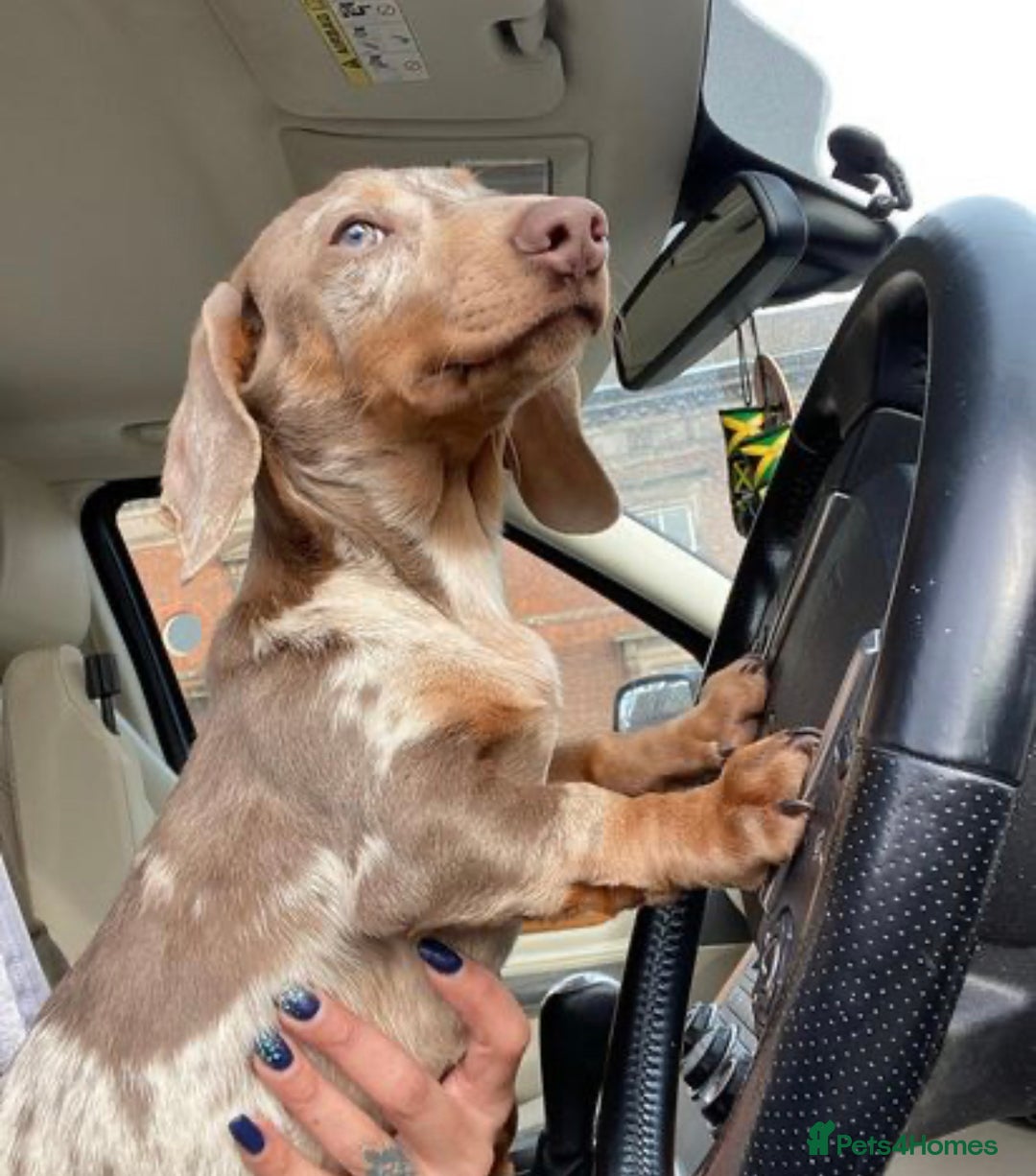 Miniature Dachshund dogs for stud: Desmond the Dapple in Alfreton - Image 2