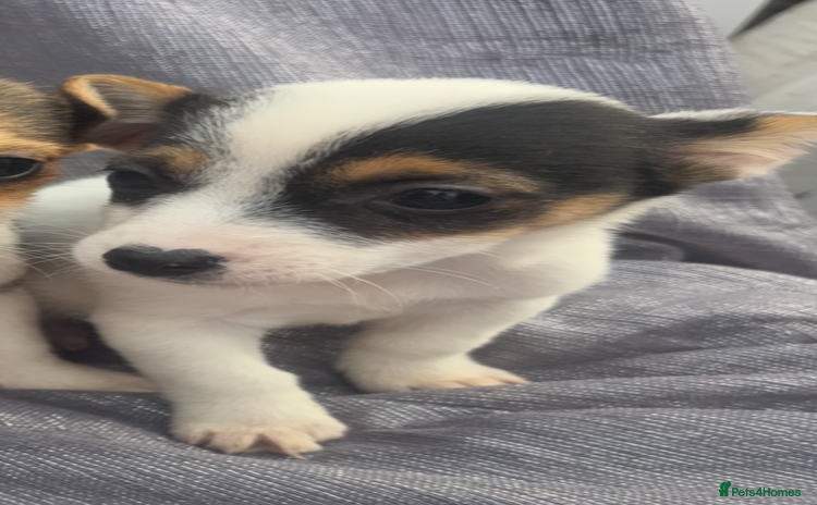 Jack Russell dogs - Advert 1