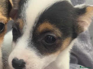 Jack Russell dogs - Advert 4