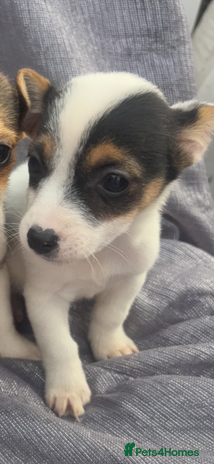 Jack Russell dogs - Advert 1