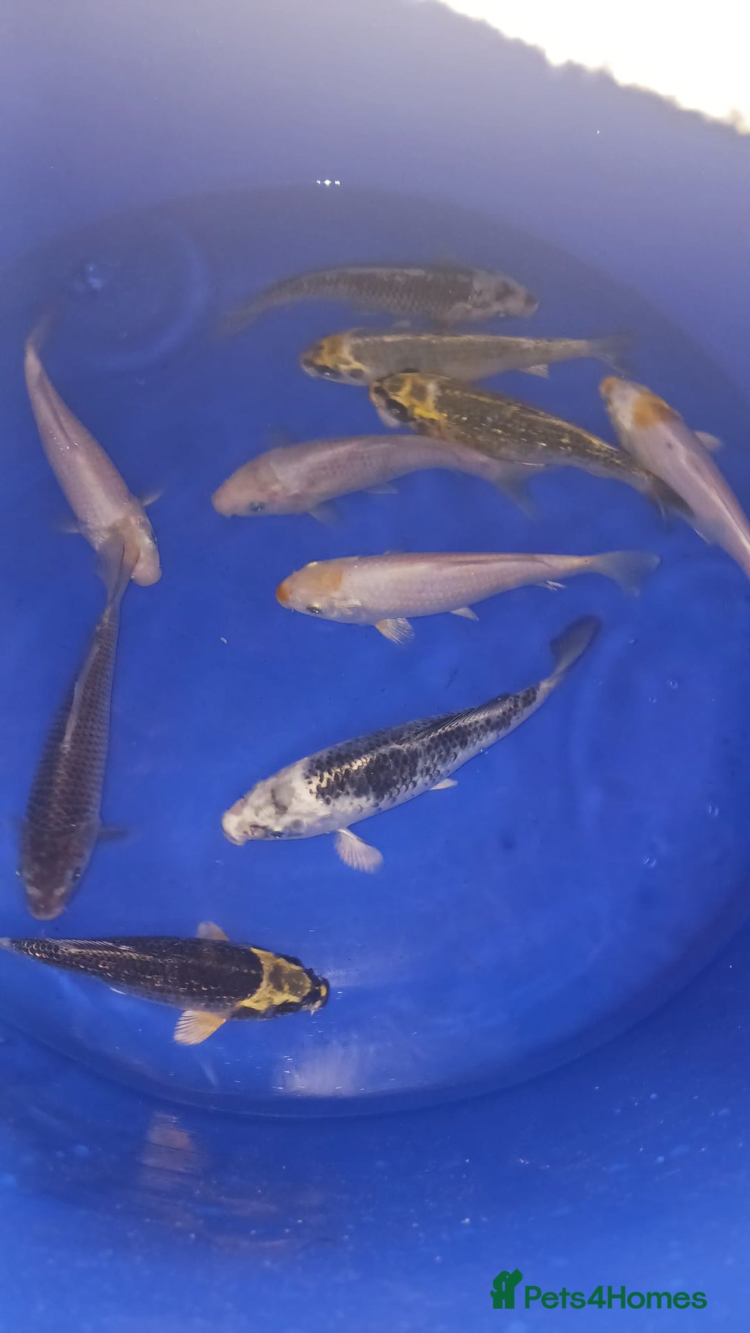 Koi Carp fish for sale: koi carp for sale - Image 8