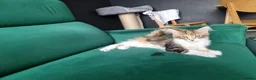 Maine Coon cats for sale: Last maine coon kitten - Advert 4