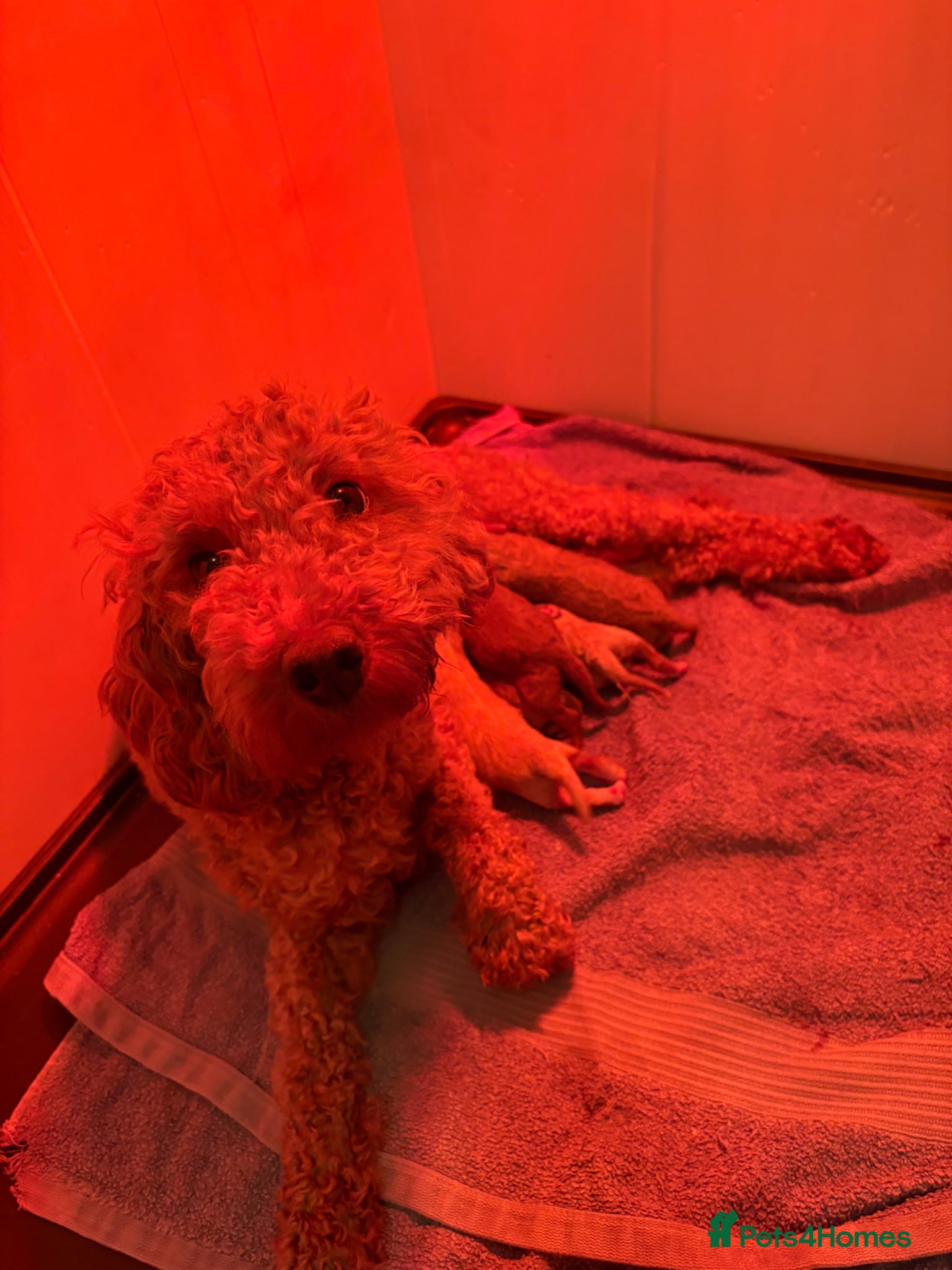 Maltipoo dogs for sale: 🤩 4 f1 stunning male Maltipoo 🤩 - Advert 10