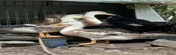 Ducks poultry for sale: Male Silver Appleyard Duck - Advert 1