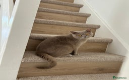 British Shorthair cats for sale: British shorthair - Image 5