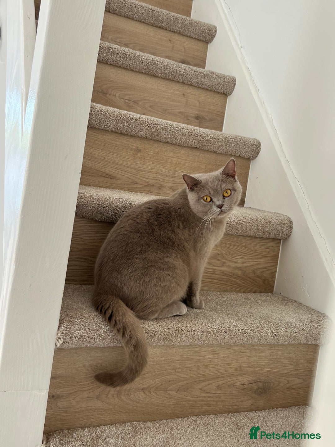 British Shorthair cats for sale: British shorthair - Image 5