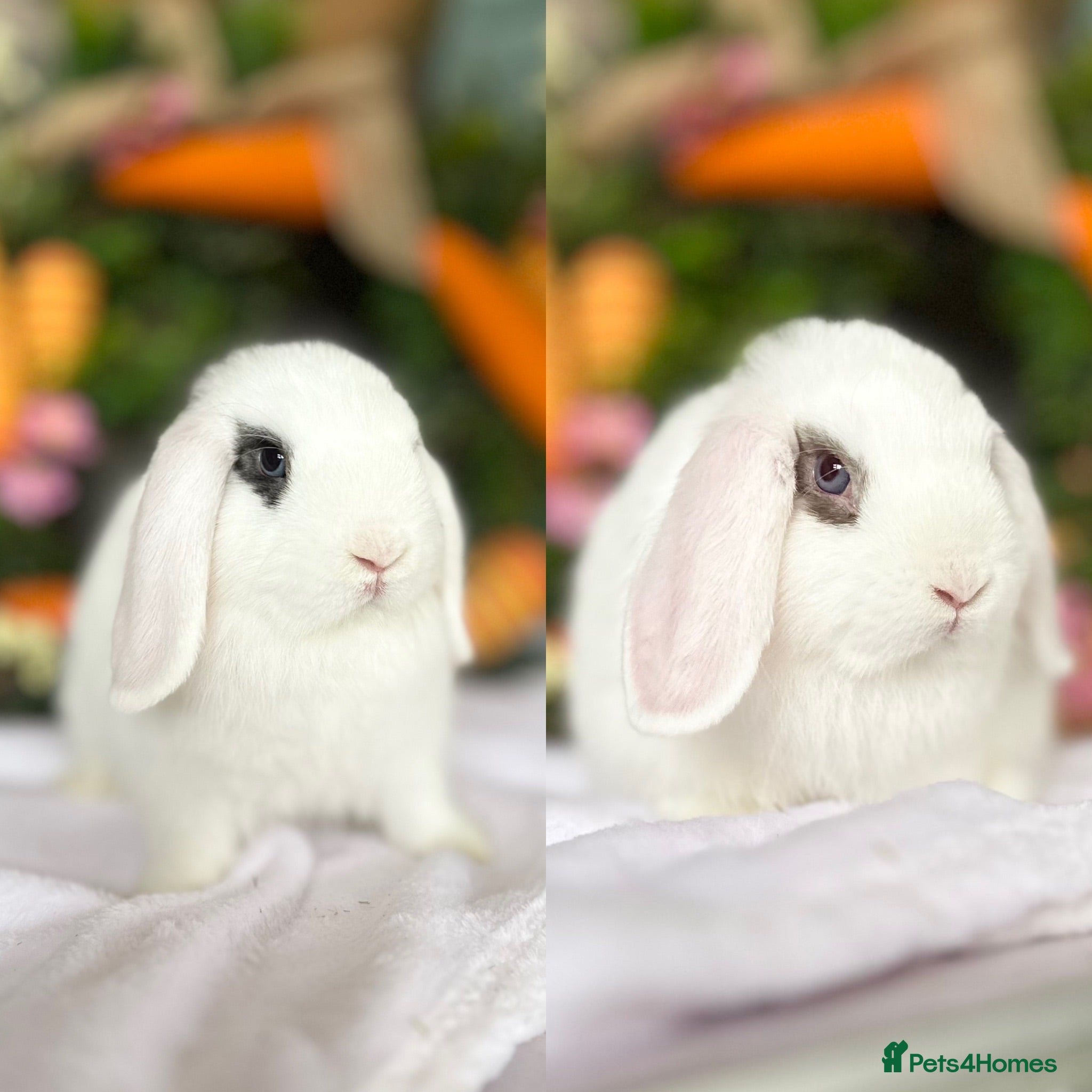 Mini Lop rabbits 2 Mini Lop boys - Ready to leave. - Advert 2