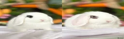 Mini Lop rabbits for sale: 2 Mini Lop boys - Ready to leave. - Advert 1