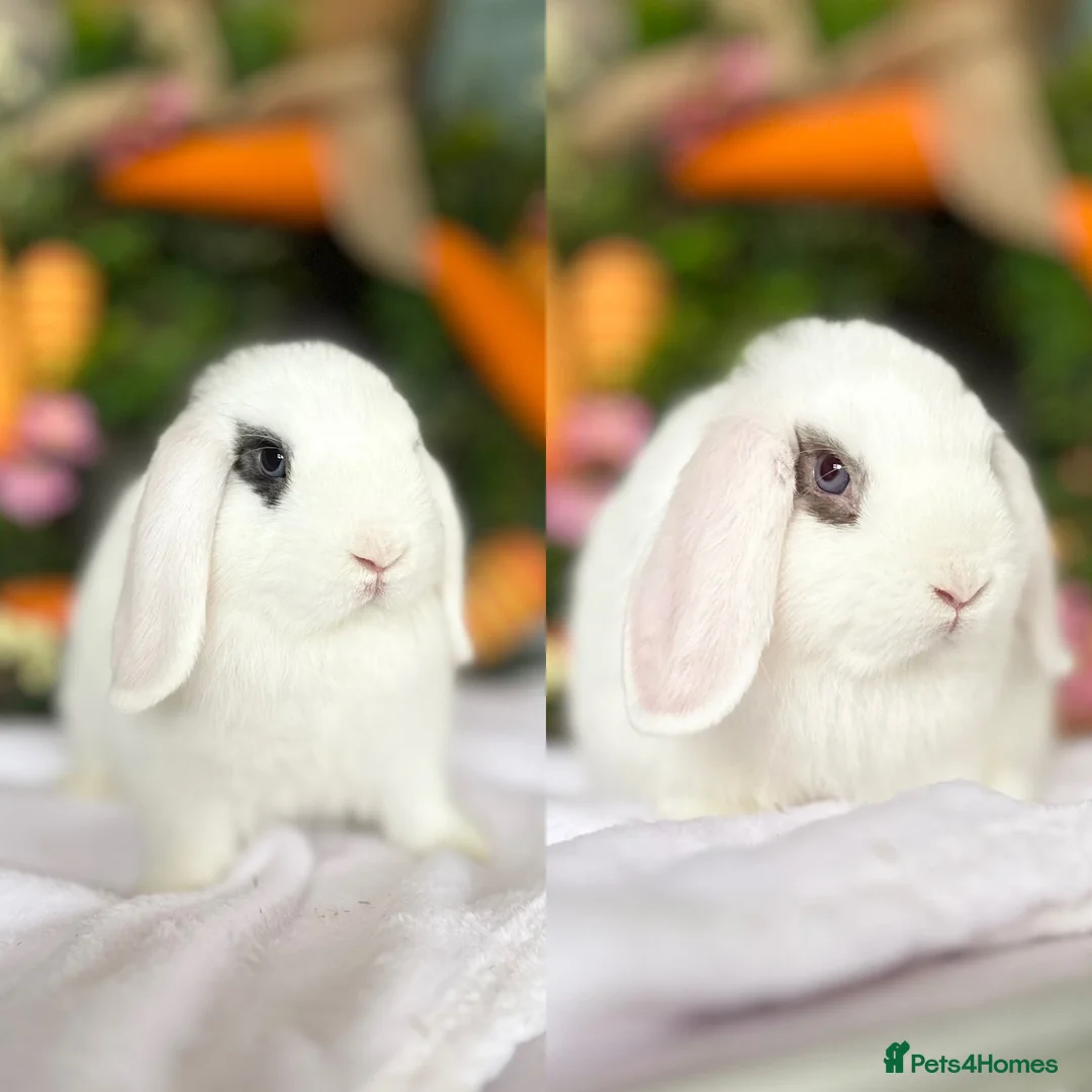 Mini Lop rabbits for sale: 2 Mini Lop boys - Ready to leave. - Advert 1