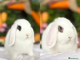 Mini Lop rabbits 2 Mini Lop boys - Ready to leave. - Advert 2