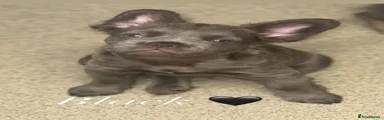 French Bulldog 1