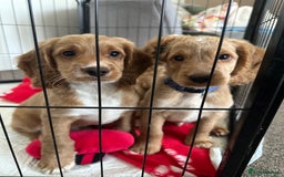 Cockapoo dogs for sale: Boy Cockapoo puppies - Image 9