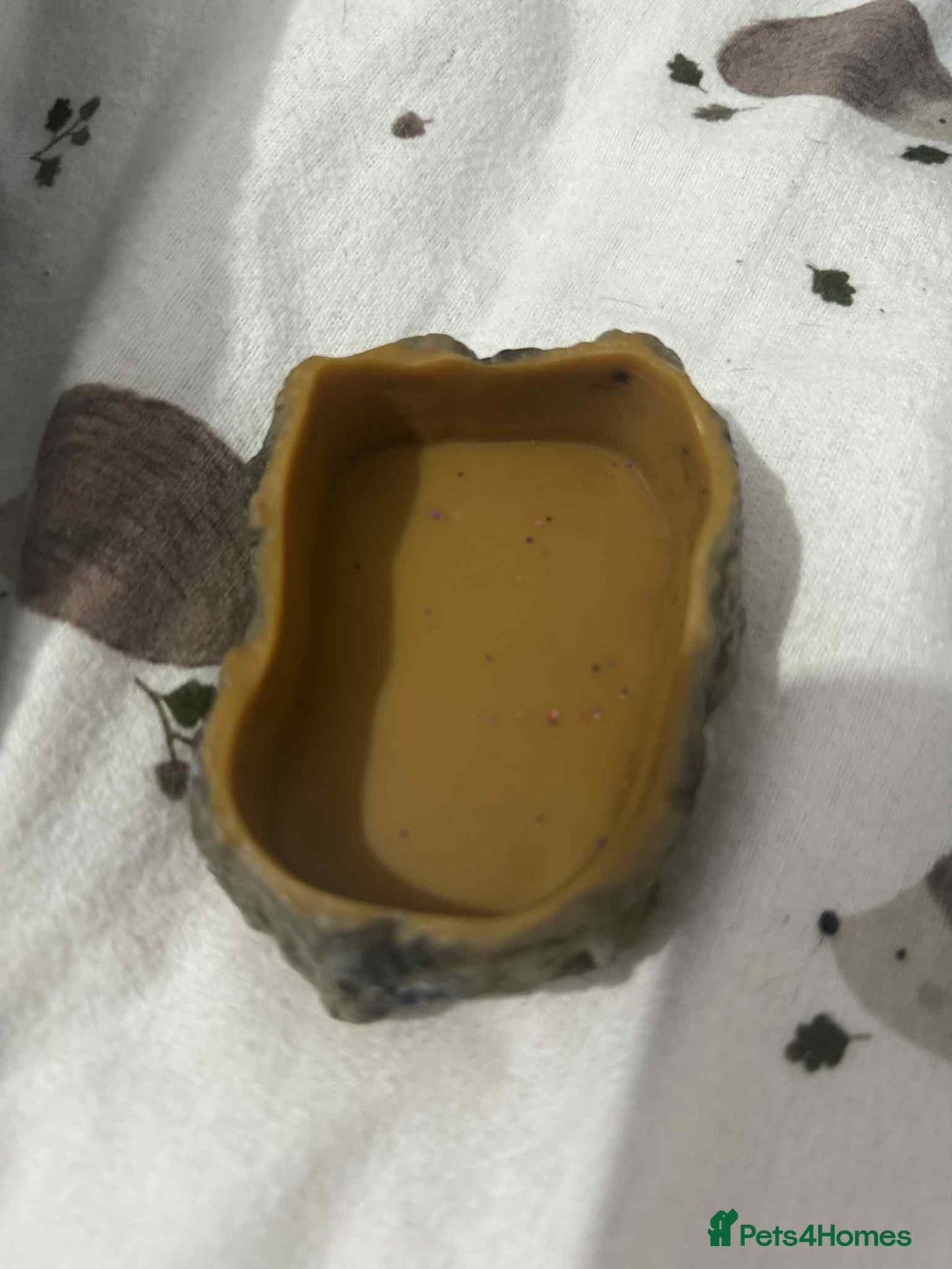 Gecko reptiles for sale: Leapord gecko for sale!! - Advert 10