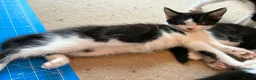 Domestic Shorthair cats for sale: Gorgeous Fluffy Black & White Kittens - READY NOW! - Advert 7