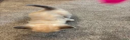 Mixed Breed cats for sale: Gorgeous ragdoll mixed breed  in Pontefract - Advert 9
