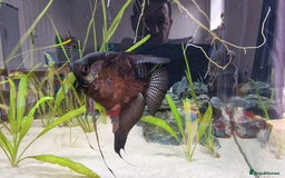 Angelfish fish for sale: Angel fish  - Image 2
