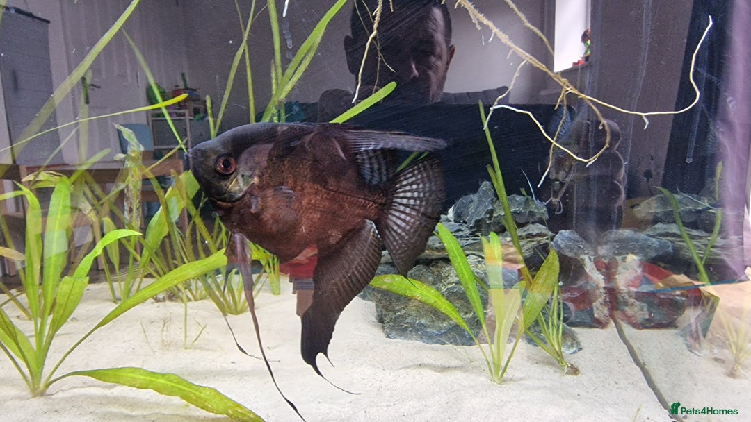 Angelfish fish for sale: Angel fish  - Image 2