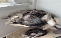 Mixed Breed cats for sale: female bengal cross kitten  - Image 3