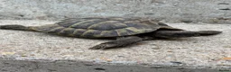 Tortoise reptiles for sale: 30yr old leopard tortoise - Advert 4