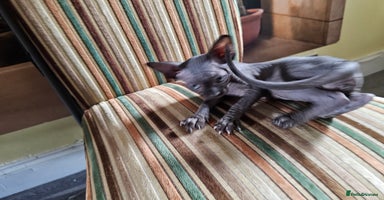 Sphynx cats - Advert 7