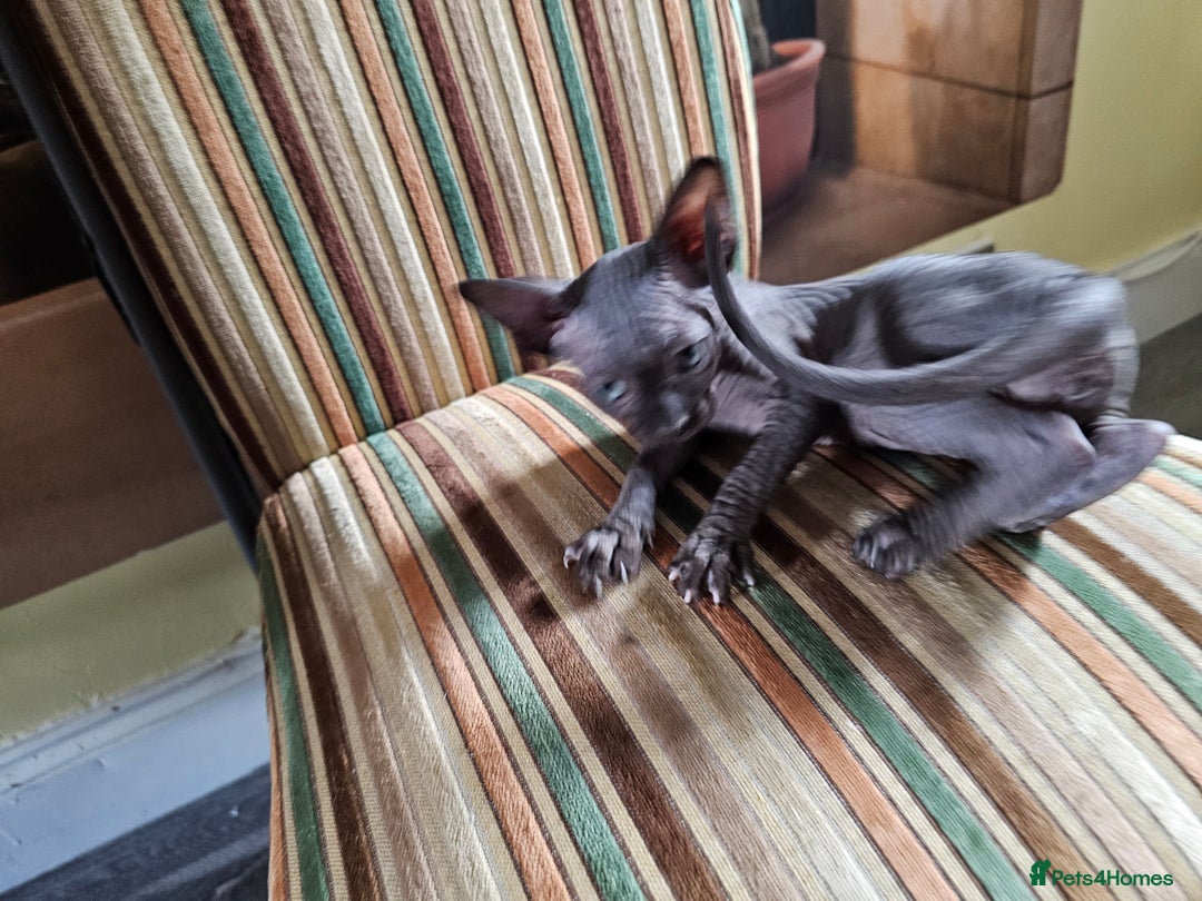 Sphynx cats for sale: Mixed selection Sphynx kittens. - Image 2