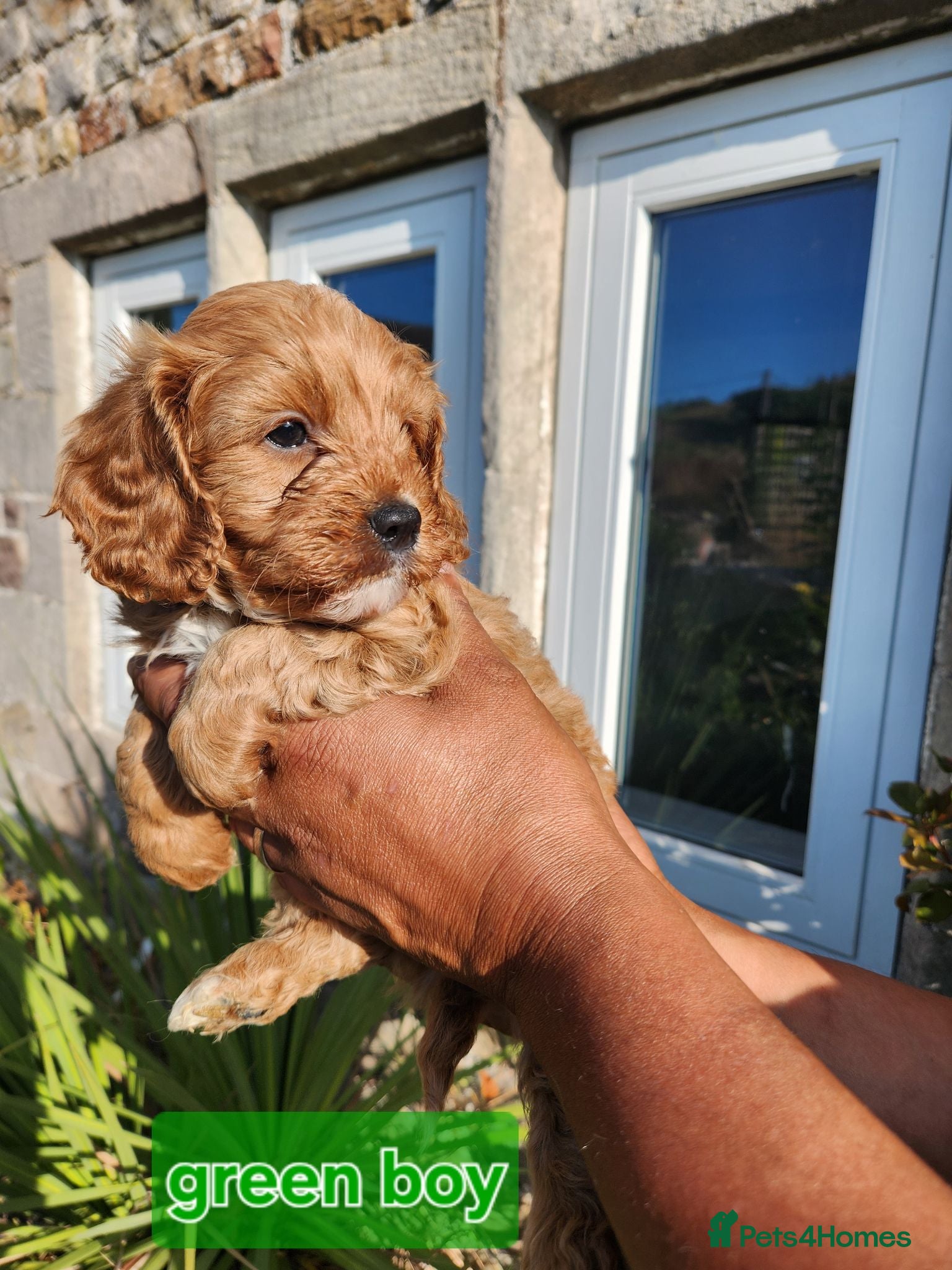 Cavapoo dogs Cavapoo puppies - Advert 15