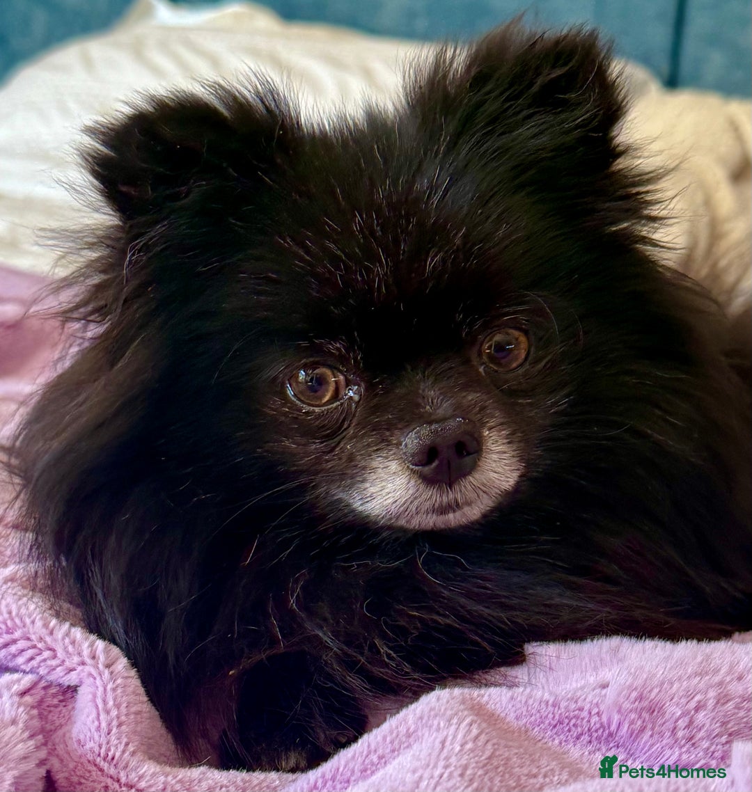 Pomeranian dogs for adoption: Nike – Torn From the Edge of Death - Image 9