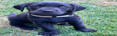 Labrador Retriever 1