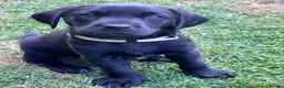 Labrador Retriever dogs for sale: Beautiful natured working Labradors  - Advert 22