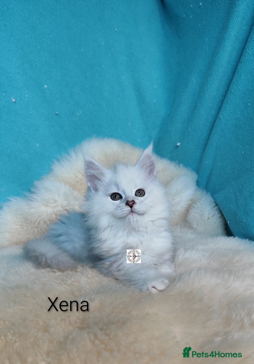 Maine Coon cats for sale: Unique maine coon kittens ❤️ - Advert 1