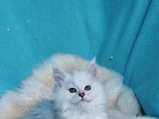 Maine Coon cats Unique maine coon kittens ❤️ - Advert 4