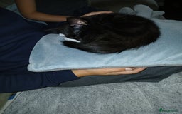 Mixed Breed cats for sale: 1 Beautiful black and white girl left  - Image 2