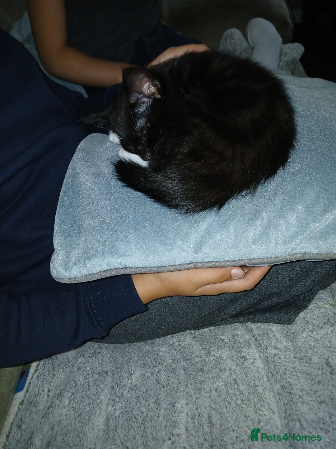 Mixed Breed cats for sale: 1 Beautiful black and white girl left  - Image 2