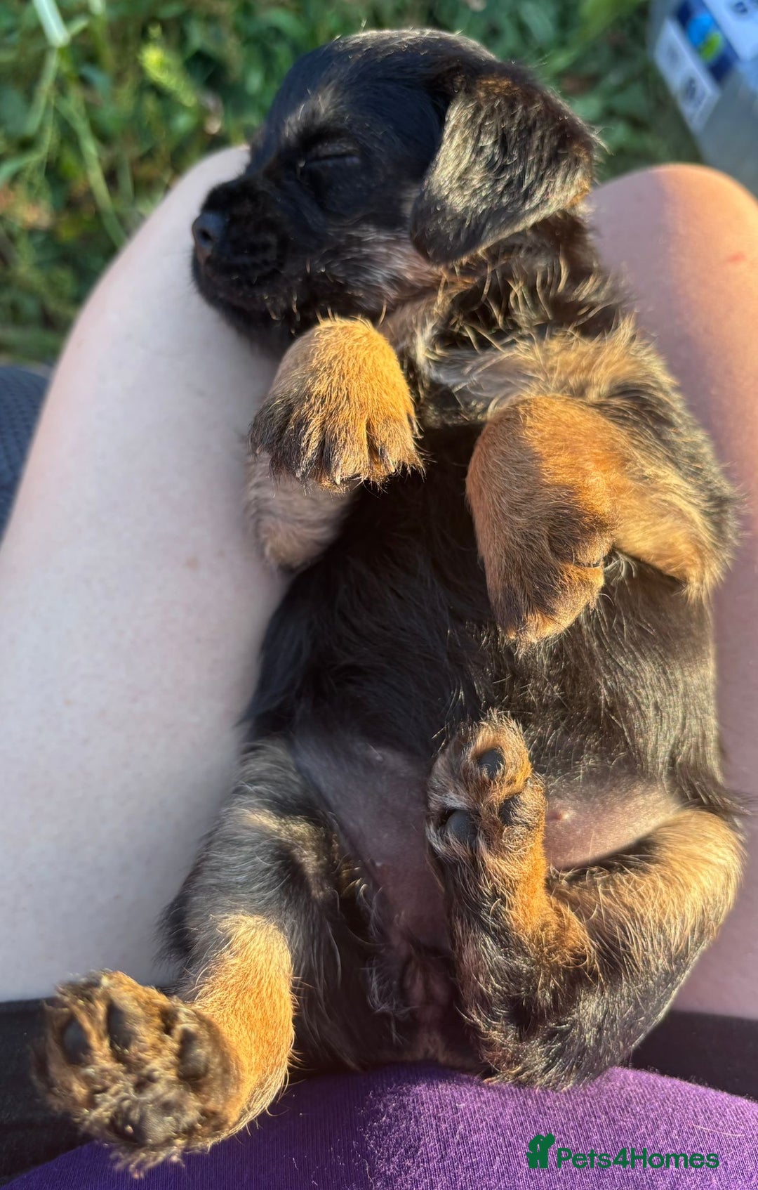 Border Terrier dogs for sale: Border Terrier Puppies  - Image 14