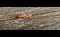 Tortoise reptiles for sale: 2 horsefield tortoises need rehoming!  - Image 3