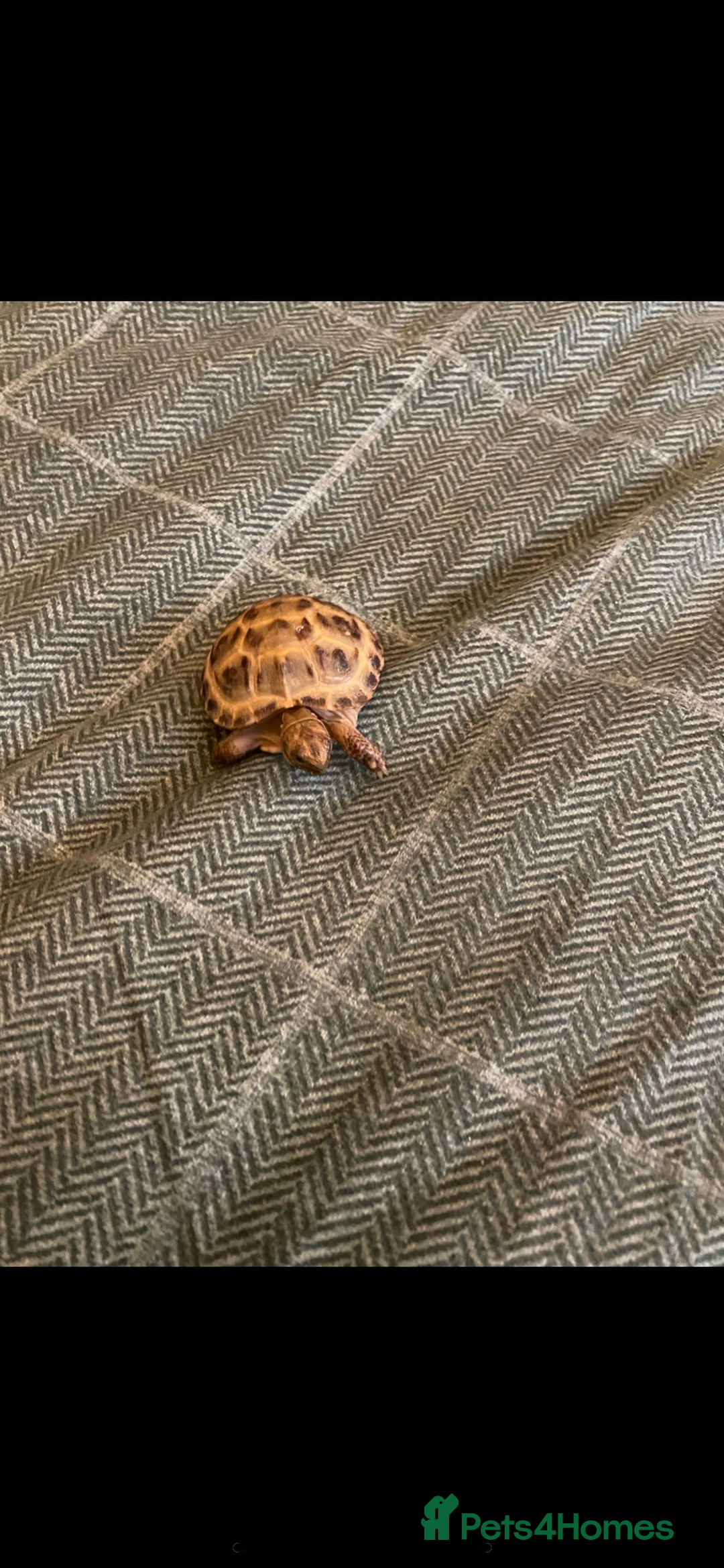 Tortoise reptiles for sale: 2 horsefield tortoises need rehoming!  - Image 3