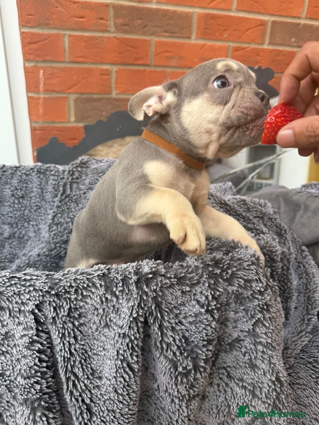 French Bulldog dogs for sale: French Bulldog Puppies - Image 17